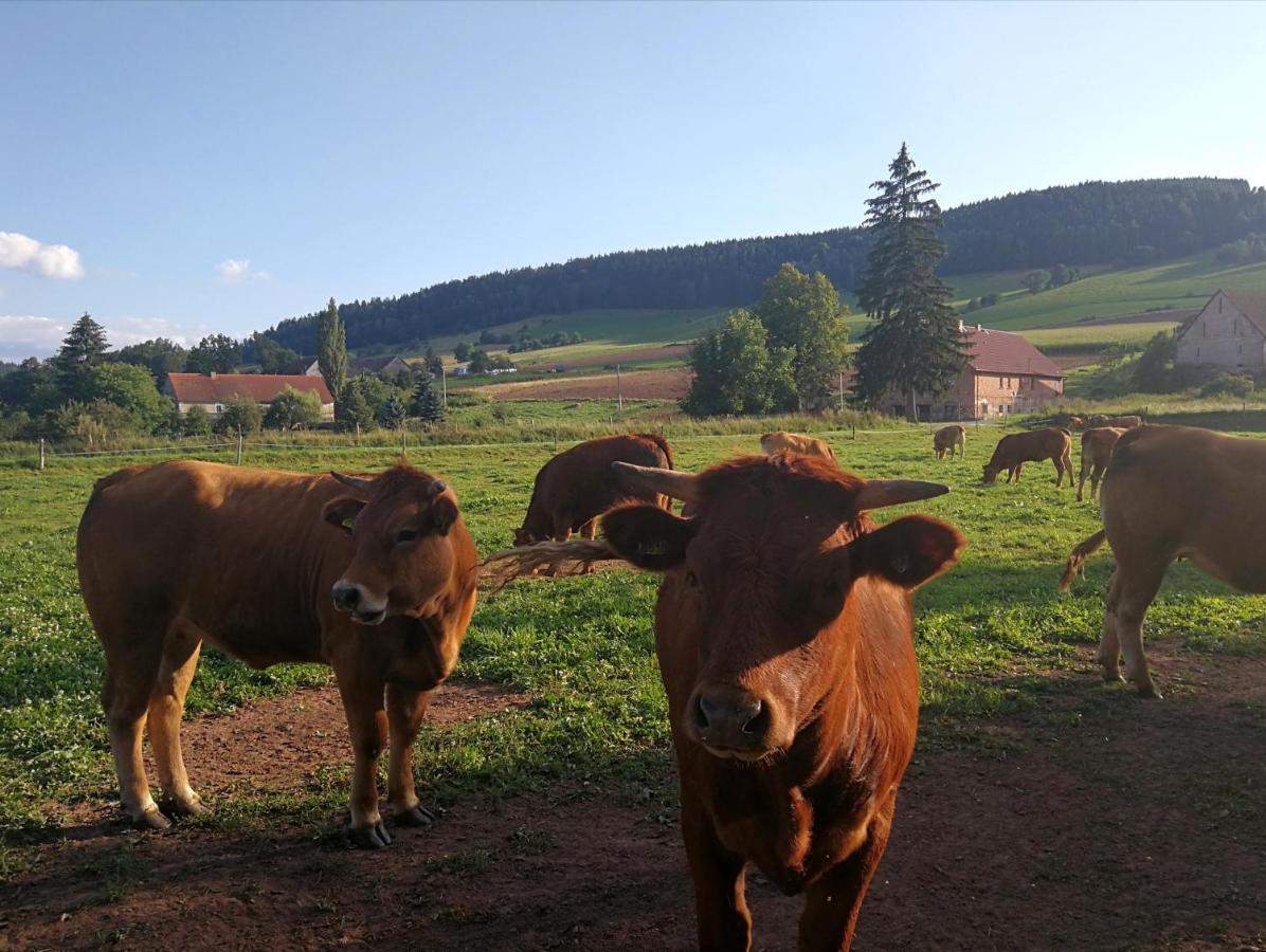 Agroturystyka "U Kasi" Scinawka Gorna Eksteriør billede